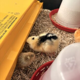 Reserve a Chick from the Brooder
