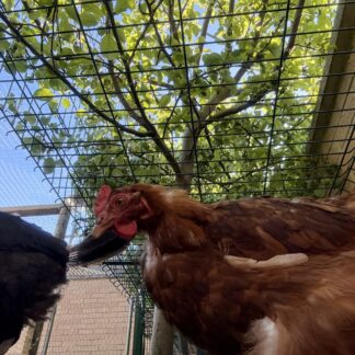 Hand-Raised Pullet