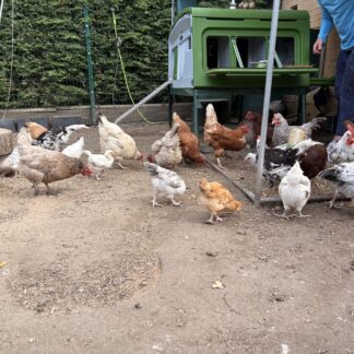 Fresh Free-Range Eggs - Half Dozen