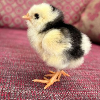 Warren Hybrid - Point-of-Lay Hen