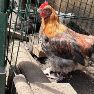 Lavender Pekin Bantam Hen