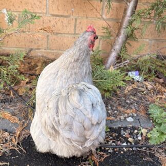 Speckled Sussex - Point-of-Lay Hen
